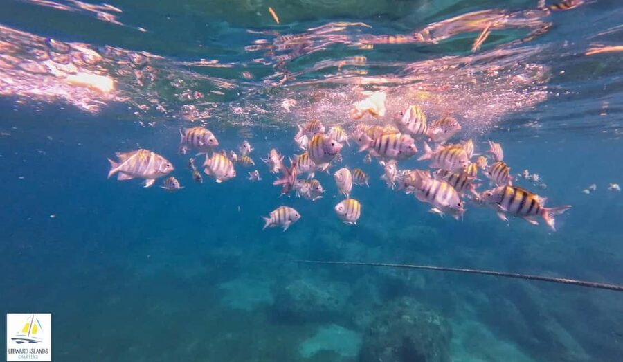 Basseterre: St Kitts 4-hour Catamaran Snorkel Cruise & Lunch - Lunch, drinks, and the return sail