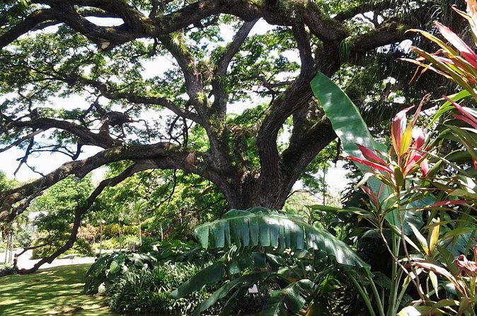 Best of St. Kitts Highlight Tour. - The guide can make or break the morning