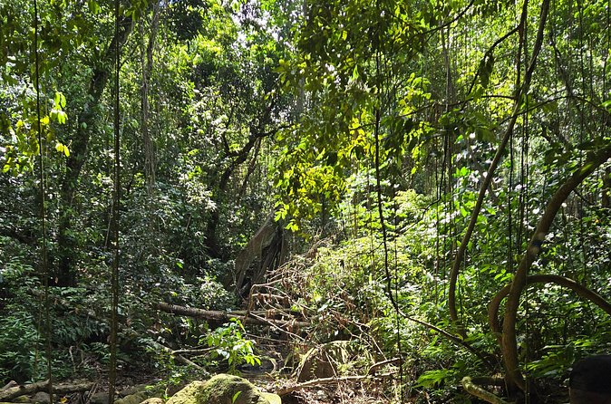 Half-Day St. Kitts Rainforest Hike - Snacks, water, and the four-hour value