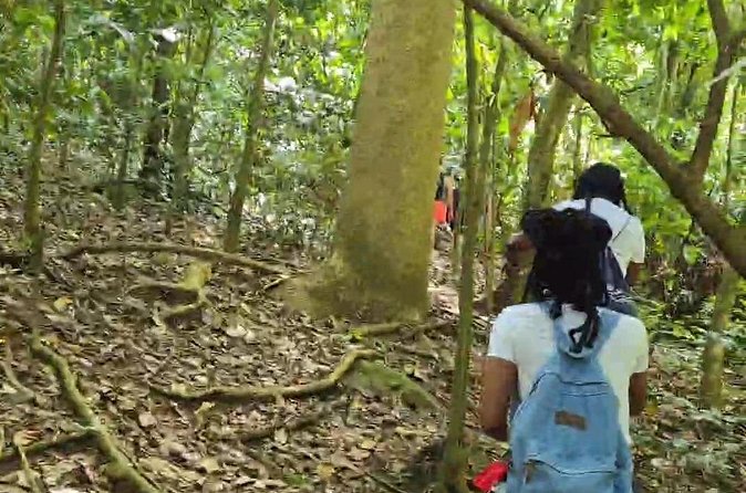 Half-Day St. Kitts Rainforest Hike - Who should book this St. Kitts hike?