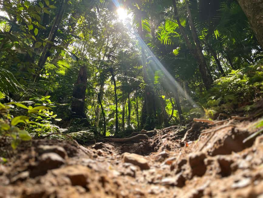 Hike St. Kitts: Highest peak Mount Liamuiga Volcano - Who should book this Mount Liamuiga hike?
