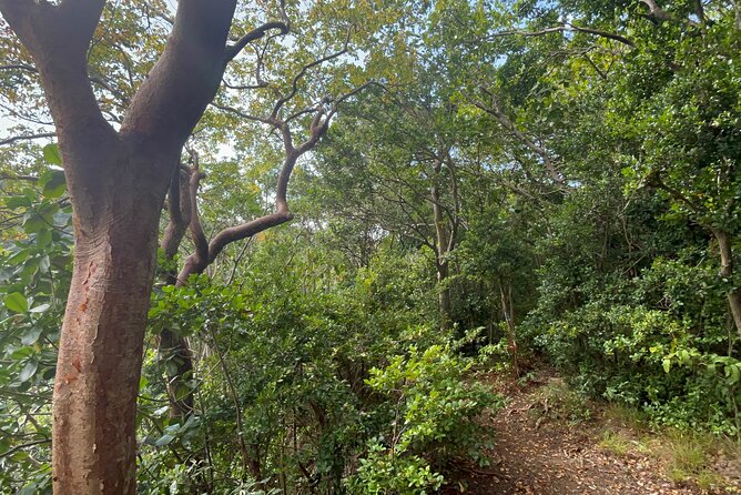 Hike St Kitts: Wingfield Rainforest and Romney Experience - Why this St. Kitts hike is worth your time