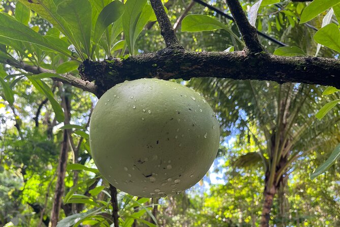 Hike St Kitts: Wingfield Rainforest and Romney Experience - Wingfield Estate and a taste of local culture
