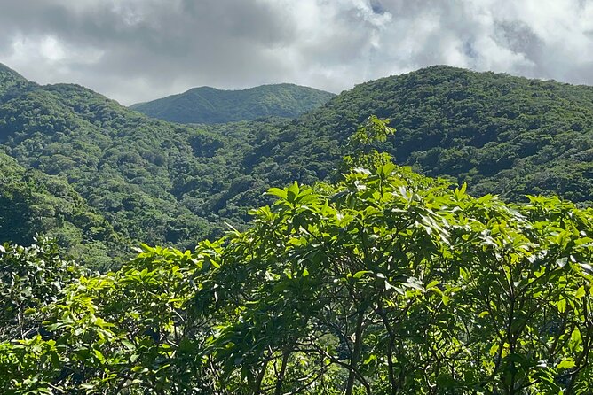 Hike St Kitts: Wingfield Rainforest and Romney Experience - Who should book this outing?