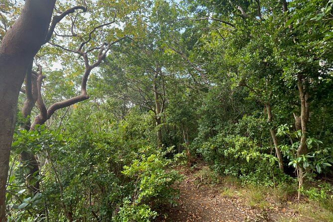Hike St Kitts: Wingfield Rainforest and Romney Experience - From Basseterre to the Central Forest Reserve