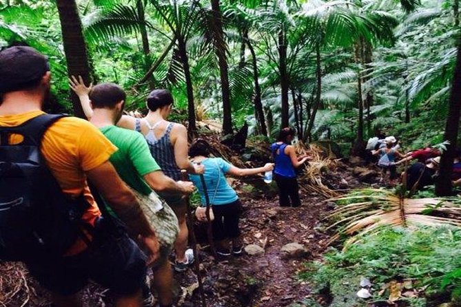Hiking Mount Liamuiga Volcano in St Kitts - Mount Liamuiga Is a Hike, Not a Scenic Walk