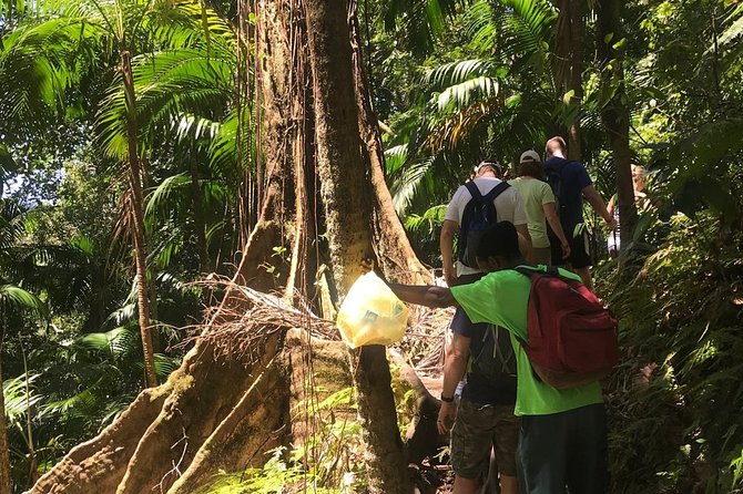 Hiking Mount Liamuiga Volcano in St Kitts - The Rim Rewards the Effort