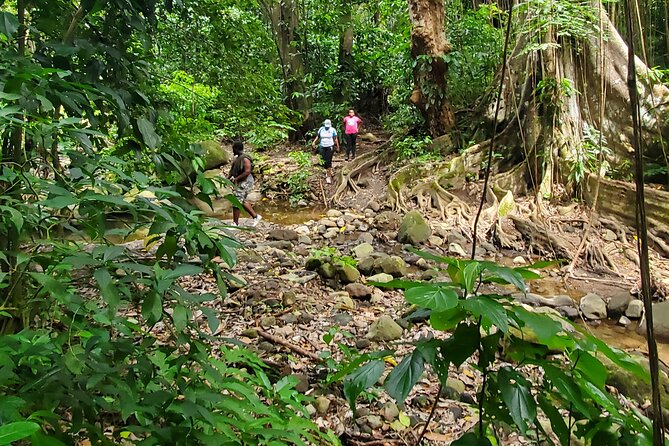 Ken's Panoramic Rainforest Tour - Key points at a glance