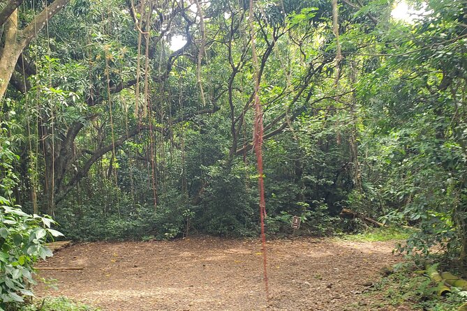 Ken's Panoramic Rainforest Tour - Why this three-hour St Kitts tour works