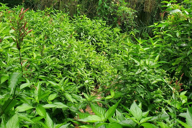 Ken's Panoramic Rainforest Tour - Wingfield Estate and the old sugar economy