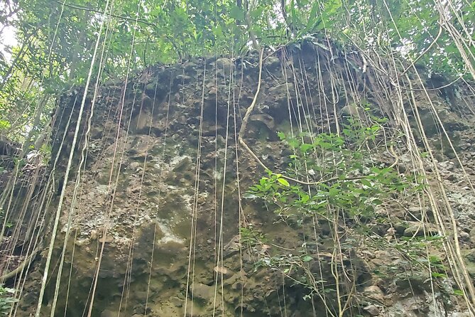 Ken's Panoramic Rainforest Tour - One hour on the Wingfield-Phillips rainforest trail