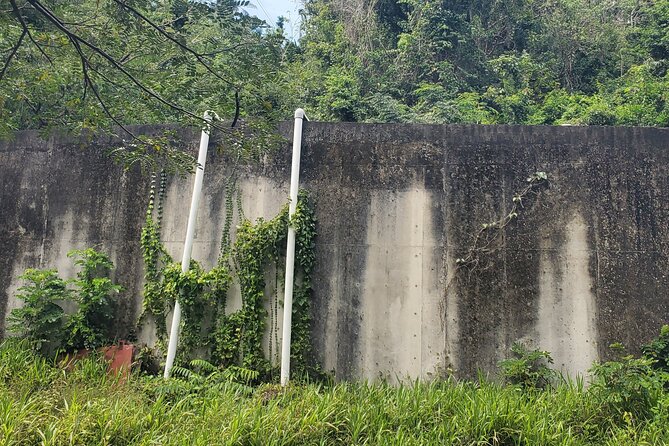 Ken's Panoramic Rainforest Tour - What the $68 price really buys you