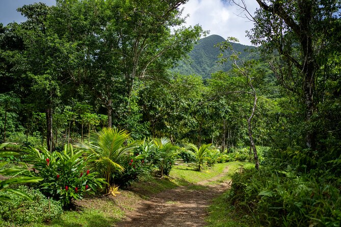 Liamuiga Natural Farm Tour - St.Kitts' Coffee Farm - Key Points Before You Book