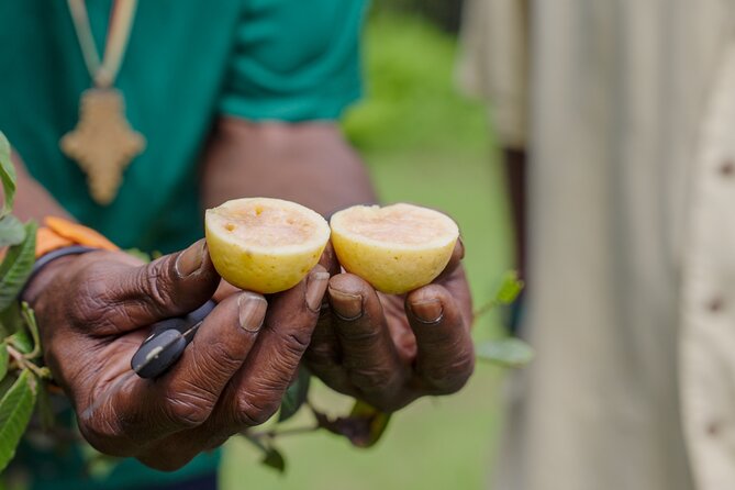 Liamuiga Natural Farm Tour - St.Kitts' Coffee Farm - Why the Small Group Matters
