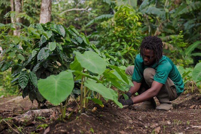 Liamuiga Natural Farm Tour - St.Kitts' Coffee Farm - What the $161 Price Really Buys