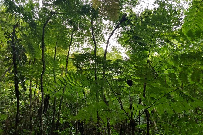 Mindfulness Rainforest Hike, Forest Bathing, Volcanic Hot Springs - Hot springs and herbal tea near Charlestown