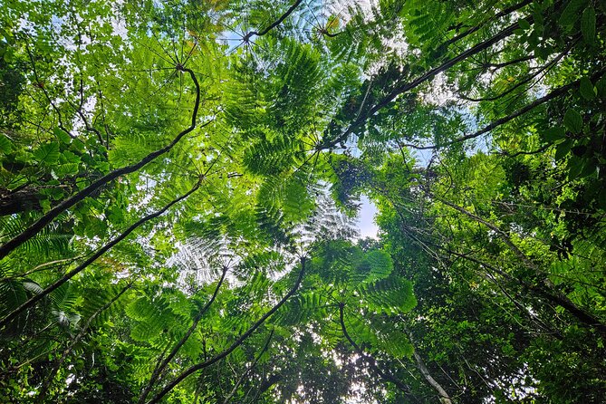 Mindfulness Rainforest Hike, Forest Bathing, Volcanic Hot Springs - Is $175 a fair price?
