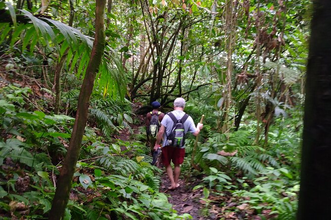 Mindfulness Rainforest Hike, Forest Bathing, Volcanic Hot Springs - Setting out from Oualie Water Taxi Pier