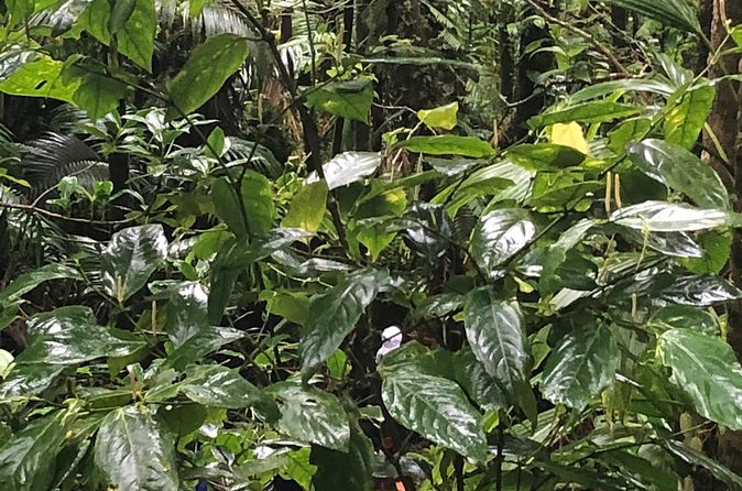 Mount Liamuiga Volcano Tours - Is $80 a fair price?