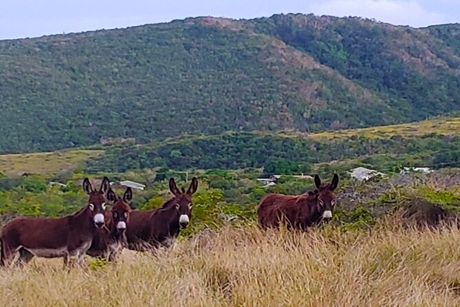 Nevis Historical Walking Tour - Walking through Charlestown, Nevis