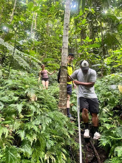 Nevis Waterfalls/Russel's Rest Hike - A guide can turn plants into part of the story