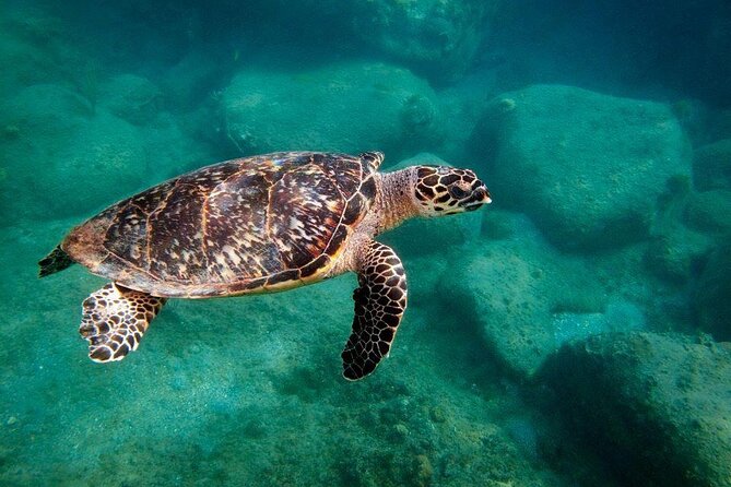 Snorkel Lunch & Lounge: Bluewater or Snorkel and Lunch: Leeward - Key points at a glance