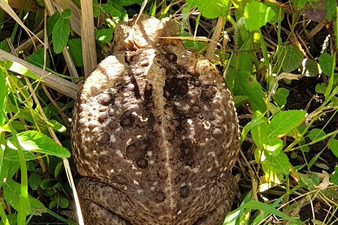 St Kitts ATV Adventure and Beach Tour - Wingfield Estate and the old sugar economy