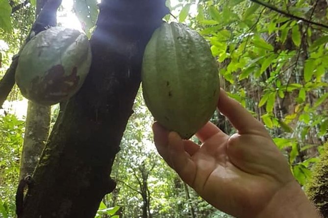 St Kitts Half-Day Rainforest Tour - Why this rainforest trip is worth your half-day