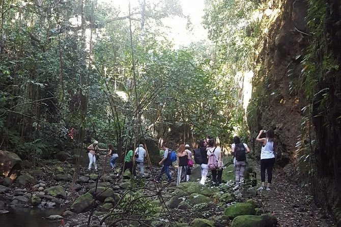 St Kitts Half-Day Rainforest Tour - Romney Manor and Caribelle Batik