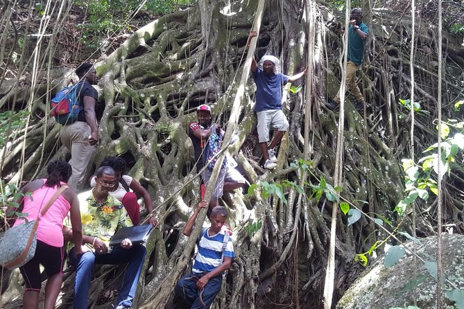 St Kitts Half-Day Rainforest Tour - The forest trail and its plant medicines