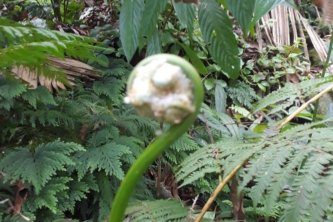 St Kitts Half-Day Rainforest Tour - Watching for vervet monkeys and tropical birds