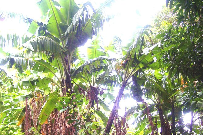 St Kitts Half-Day Rainforest Tour - Who will enjoy this tour most?