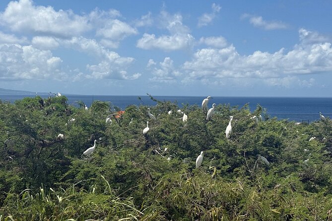 St. Kitts No Hustle No Hassle Private Tour with Don - What the $390 price really buys