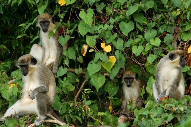 St. Kitts Rainforest Tour - Key points to know before booking