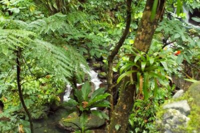 St. Kitts Rainforest Tour
