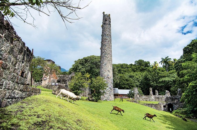 St. Kitts Rainforest Tour - Walking the Peter Manning Trail