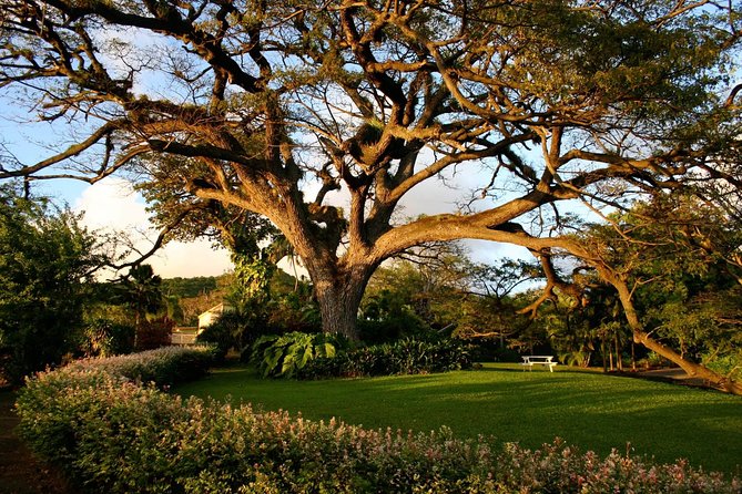 St. Kitts Rainforest Tour - The important question: which hike are you getting?