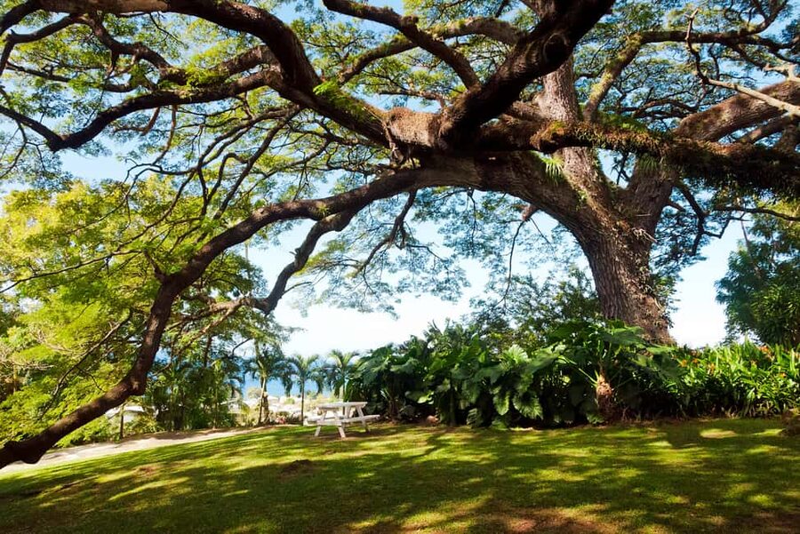 St. Kitts: Top Sights Guided Van or Open-Air Safari Tour - Van or open-air safari truck?