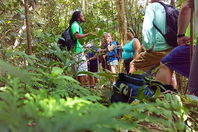 Tropical Rain Forest Explorer Hike In St. Kitts - Key points at a glance