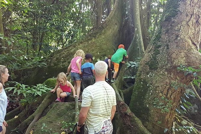 Tropical Rain Forest Explorer Hike In St. Kitts - How the $70 price holds up