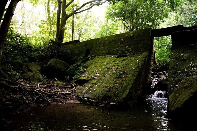 Tropical Rain Forest Explorer Hike In St. Kitts - Who should book this hike