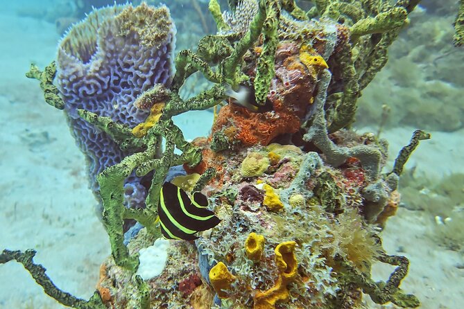 VIP Private Guided Scuba Diving/Snorkeling Excursion - Understanding the $600 Price
