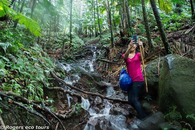 Volcano Caldera (Mt. Liamuiga) Trek / Hike - The essential facts before you book