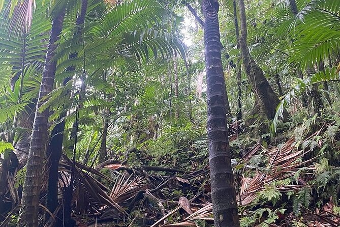 Wingfield Rainforest Adventure Hike and Caribelle Batik stop - Who should book this St Kitts experience?